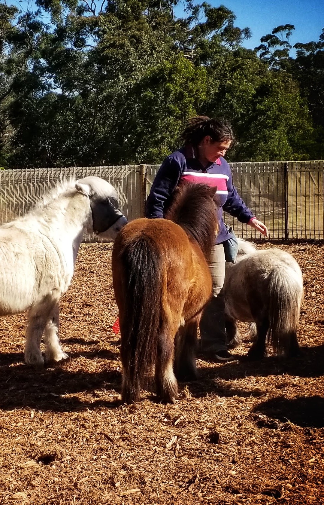 Meet our friendly ponies