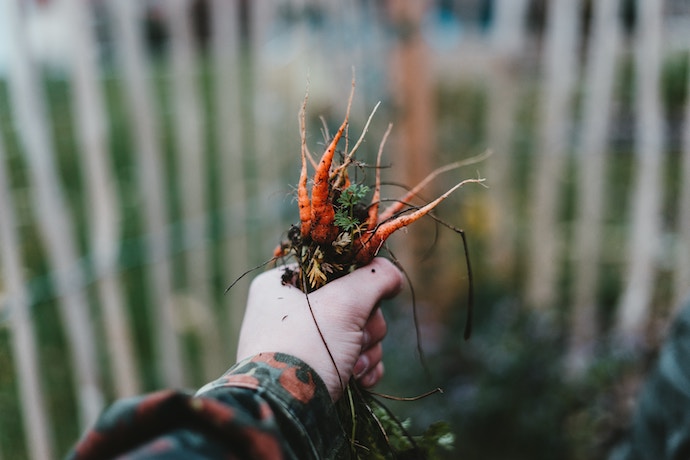 kids hand with small carrots