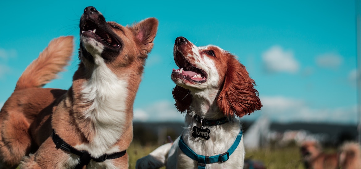 two dogs smiling up at the blue sky family days out blog