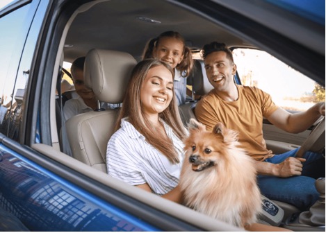 dog on car ride with family