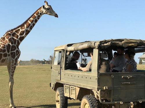 global wildlife center louisiana safari africa in USA kids fun wildlife experiences