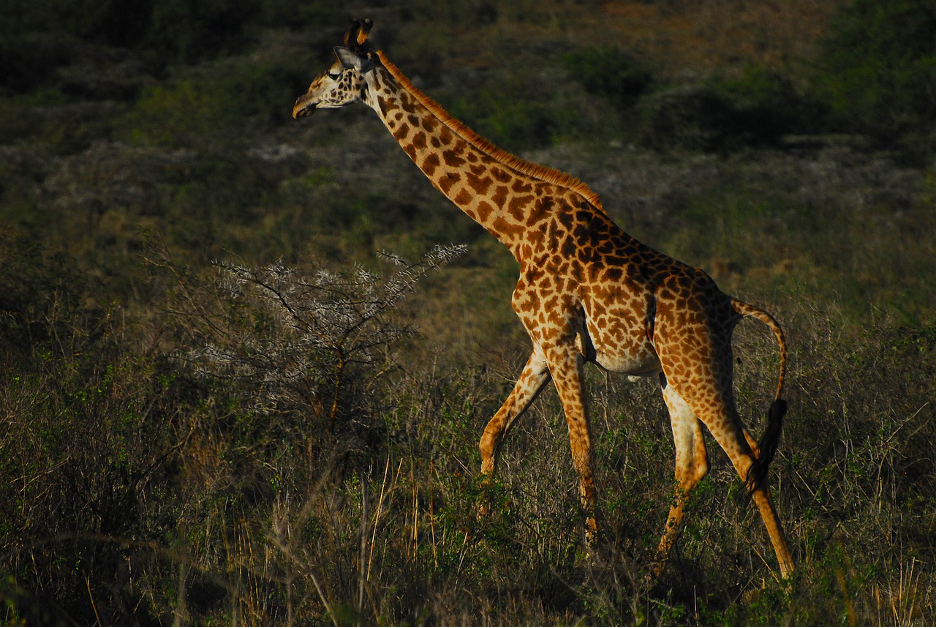 https://pixabay.com/photos/giraffe-endangered-species-kenya-4380146/