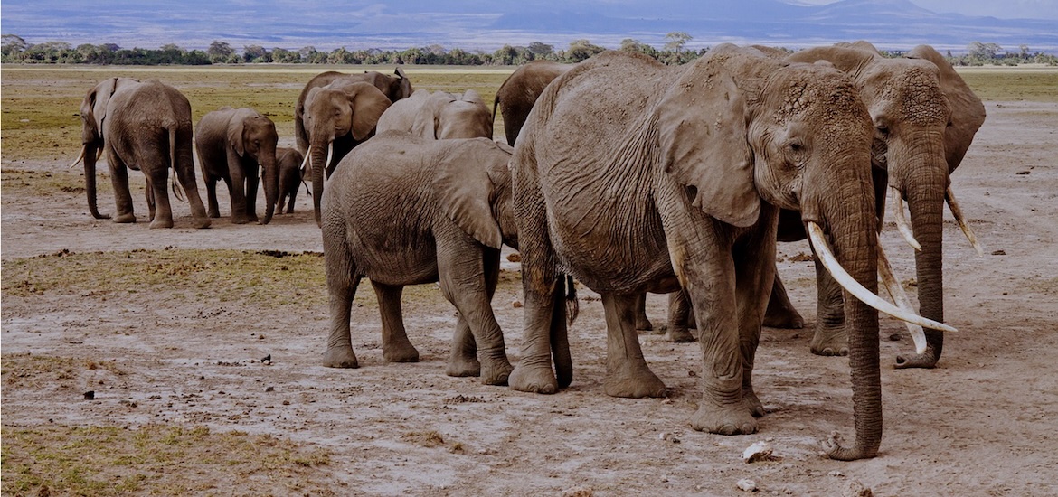 Elephants on Safari