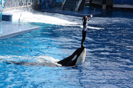 Seaworld Orca Show