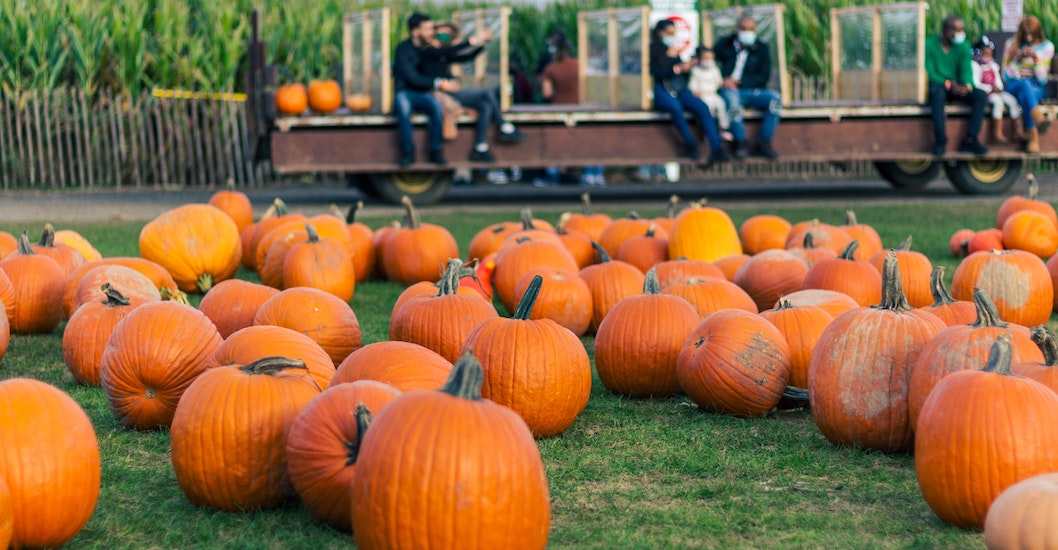 A pumpkin patch with visitors