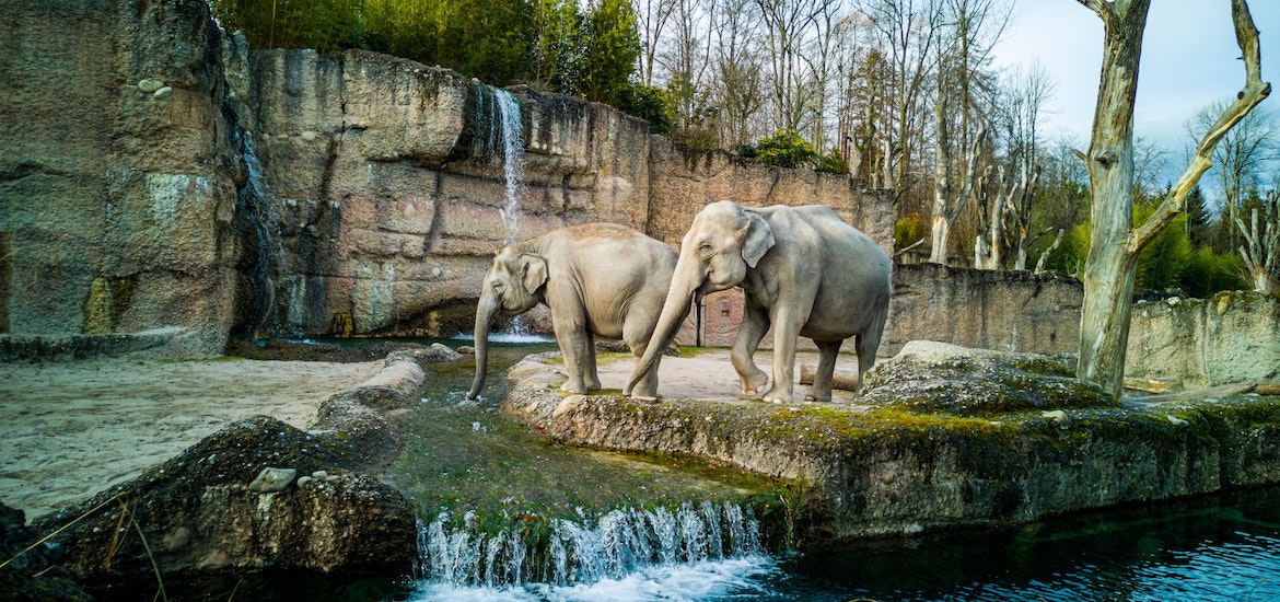 Elephants in a zoo