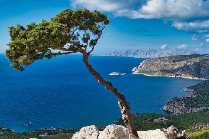 tree on coastal path in Rhodes