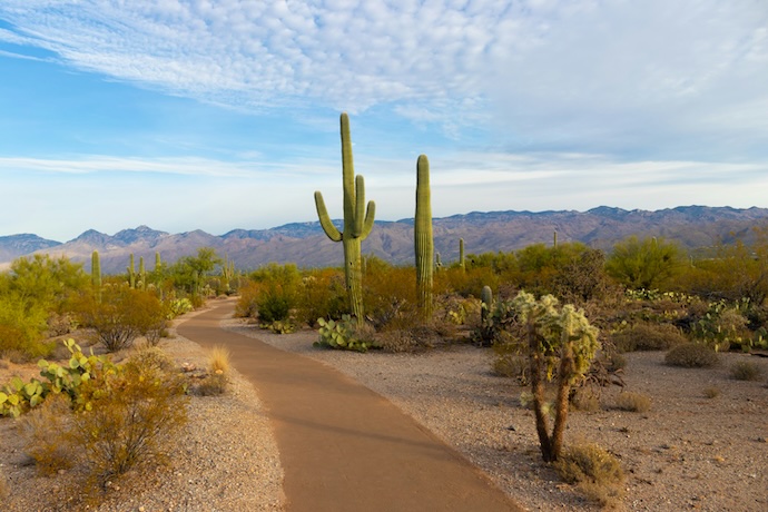 Saguaro National Park