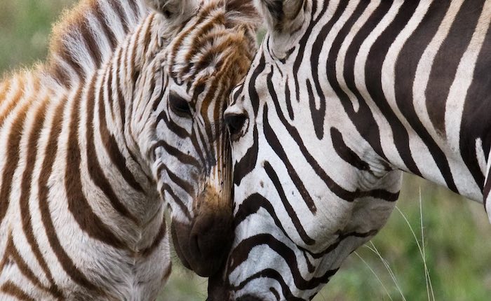 topsey ranch zoo safari zebra