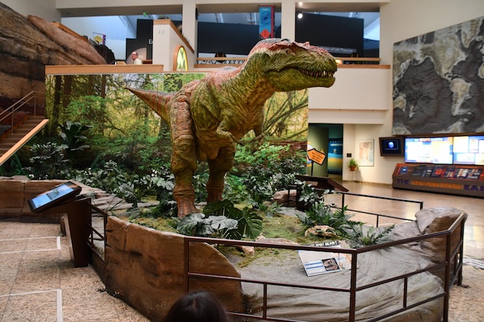 Dinosaur at museum