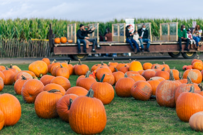 A pumpkin patch with visitors