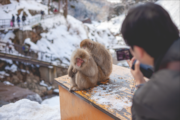 videoing monkey
