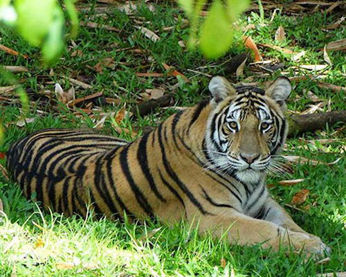 Pana'ewa Rainforest Zoo and Gardens | Zoos | Hawaii