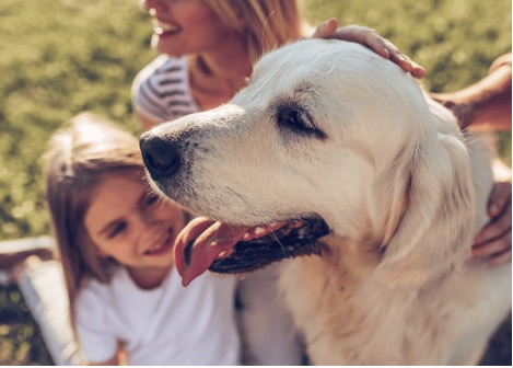 family dog being petted