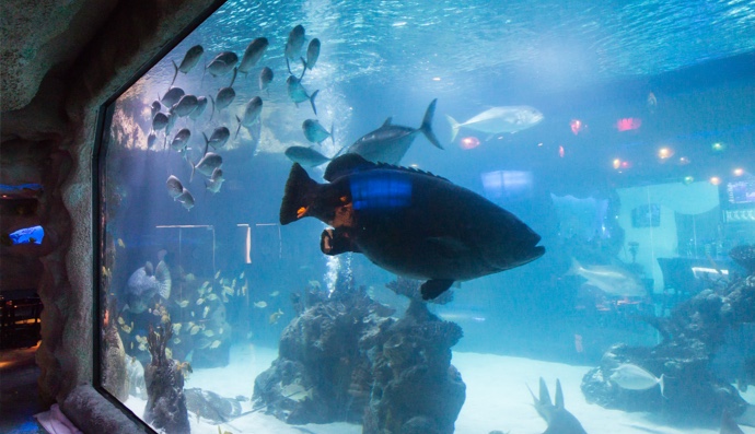 Our Top 9 Best Things to do with Kids in Houston!