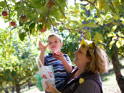 apple acres farm maine apple picking for kids