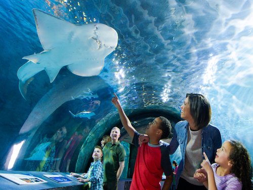 newport aquarium kentucky aquarium fun for kids USA