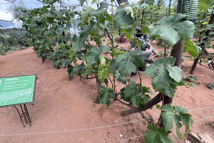 vineyards at eden project