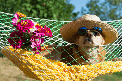 dog on holiday
