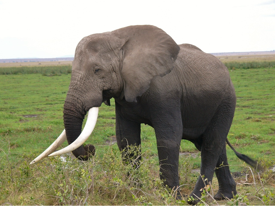 https://pixabay.com/photos/amboseli-national-park-kenya-2063595/