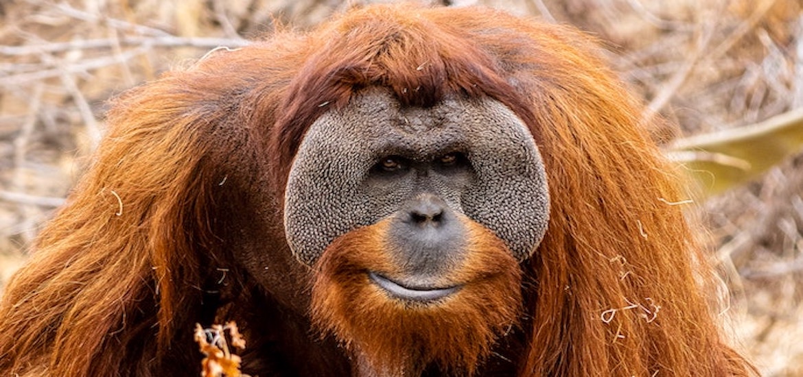 a male Orangutang