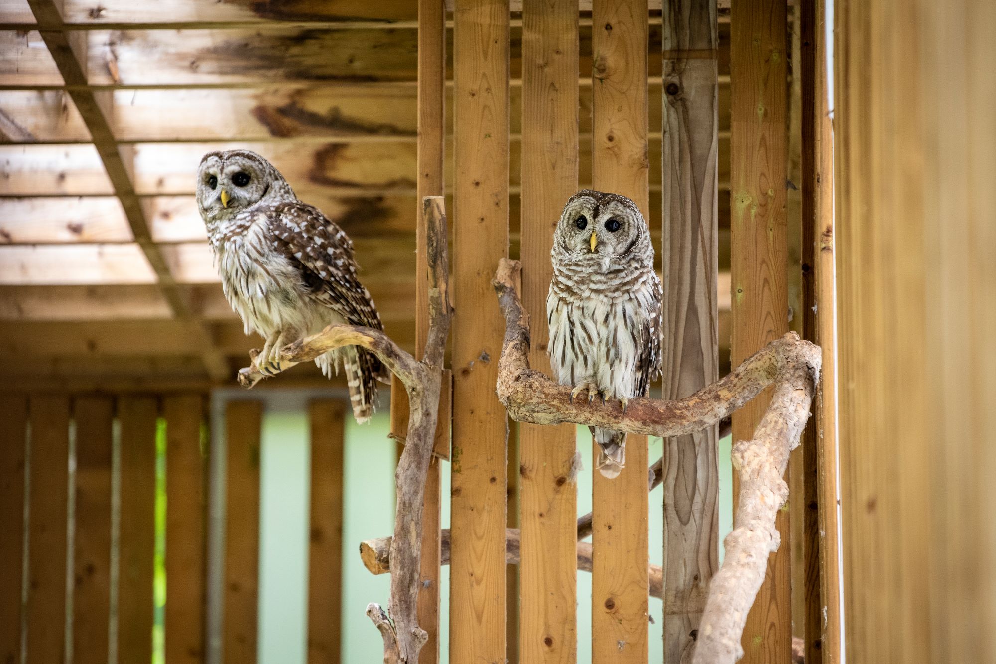 Barred Owl aviairy
