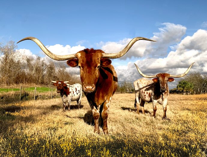 cows in a field
