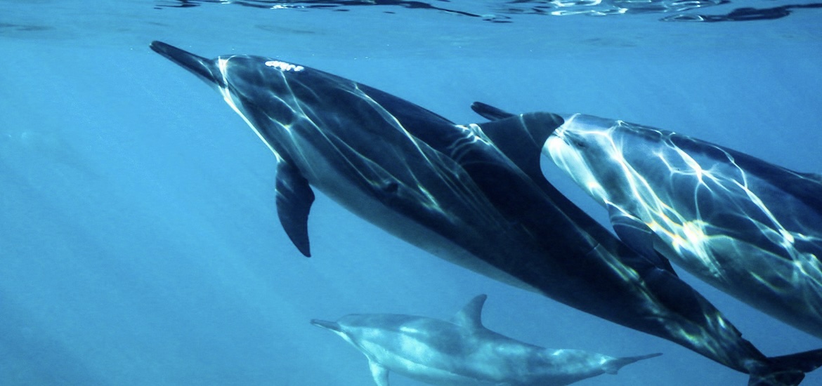 Dolphins swimming in wild