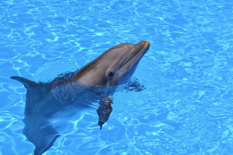 Dolphin in sea