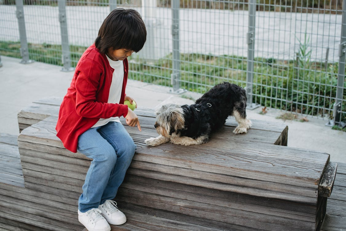 boy training dog