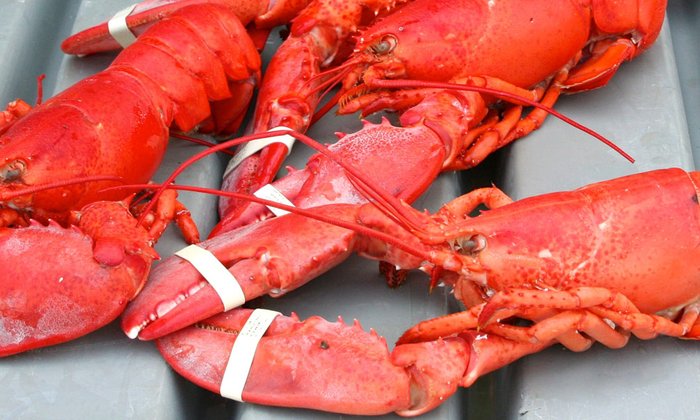 Maine Lobster Festival starts soon!