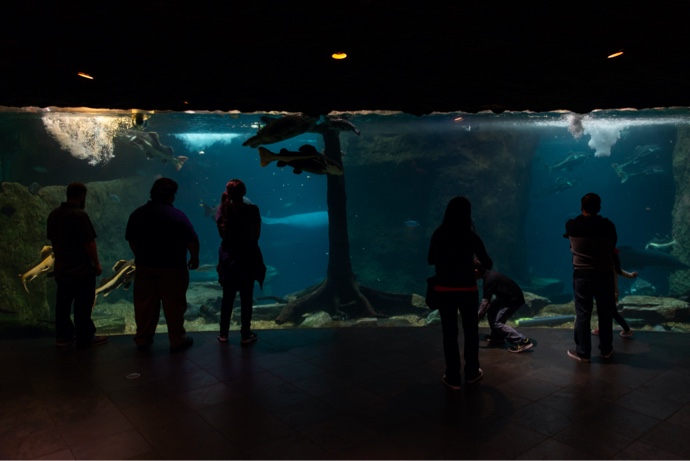 People Looking at Fish Animals Through The Glass At The Dallas World Aquarium