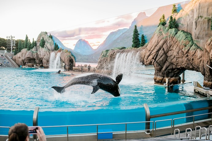 Orca Show At Seaworld