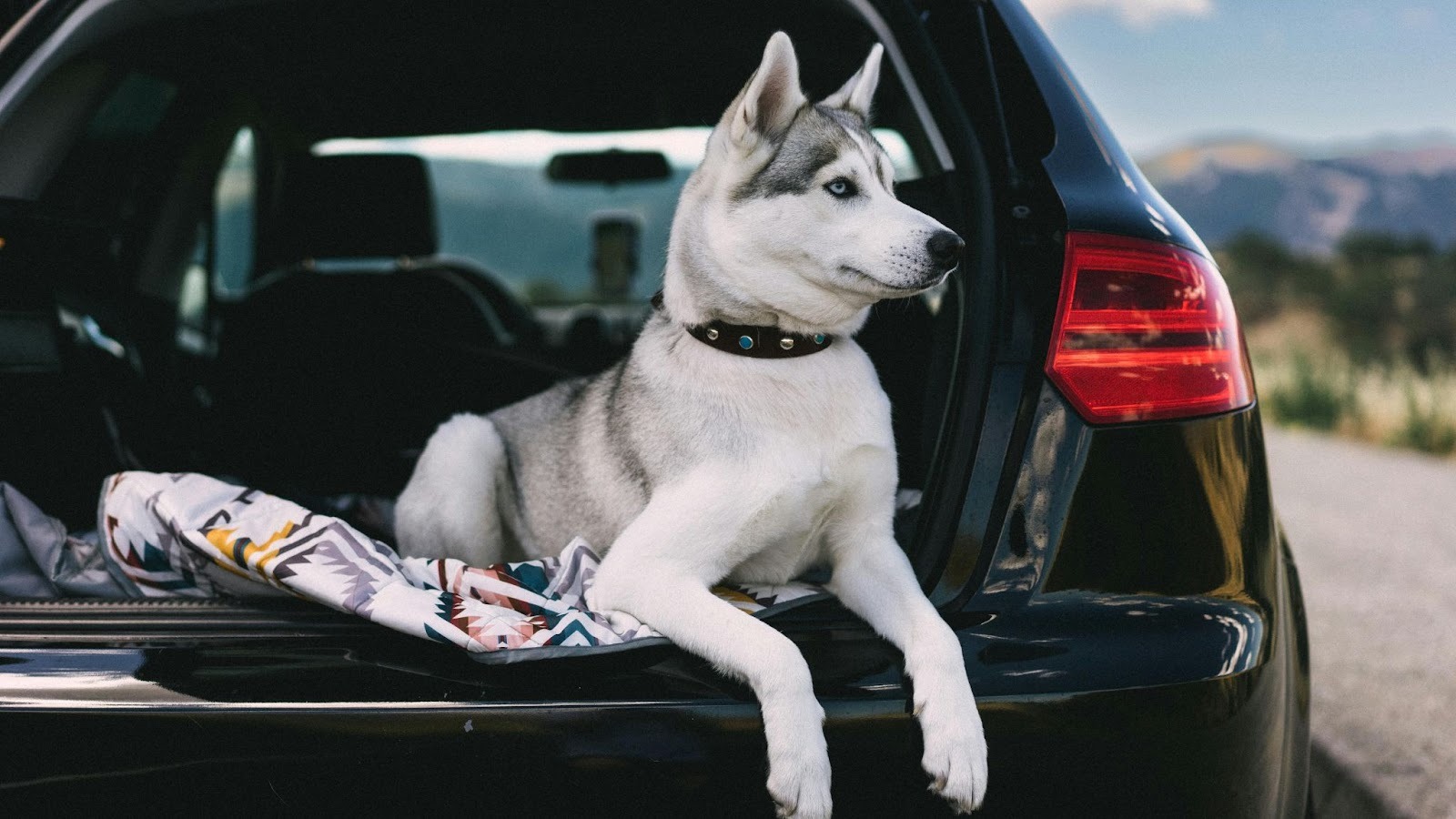 dog in trunk of car ready for a walk
