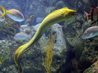 Florida aquarium
