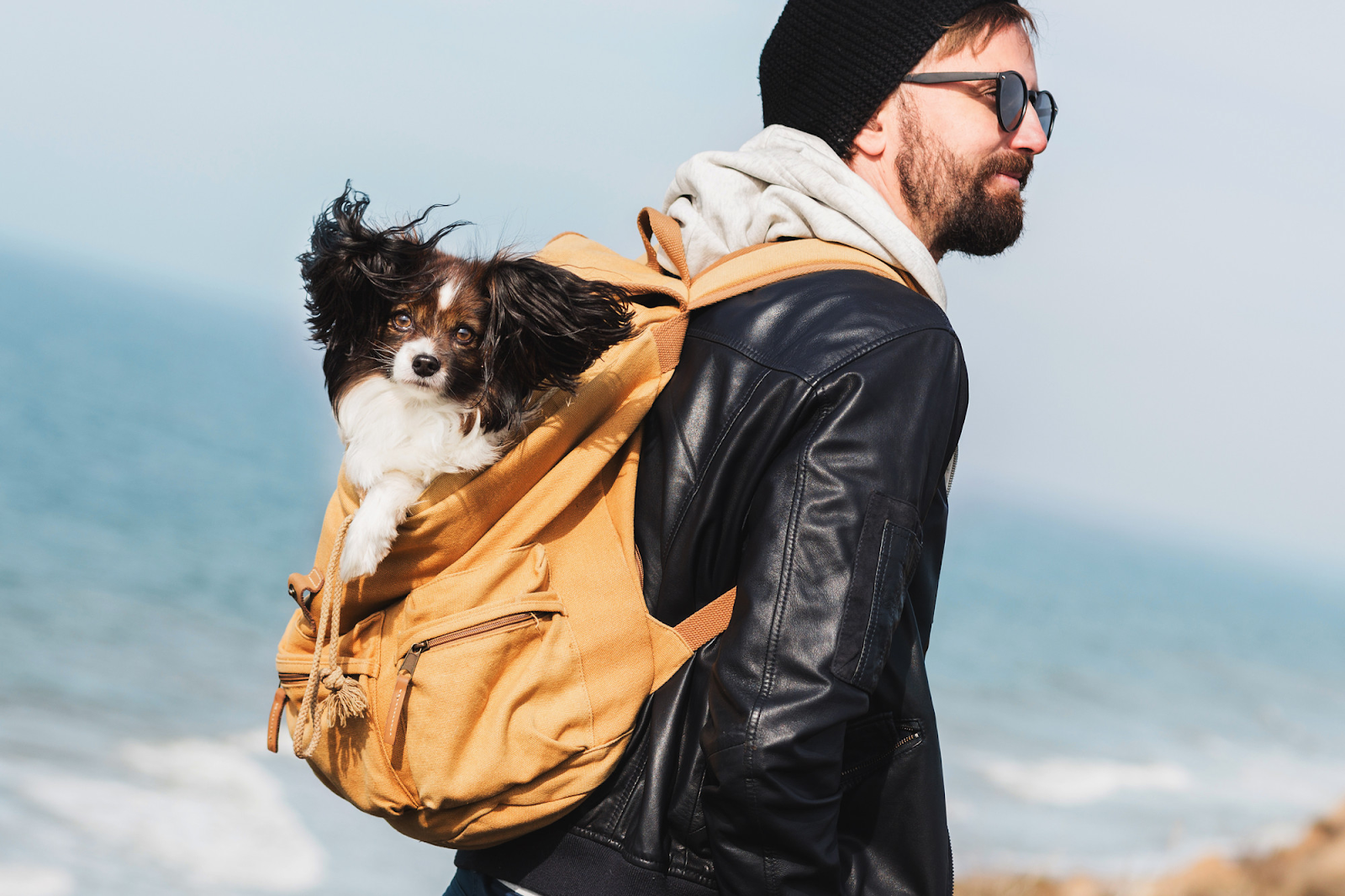 man with dog in backpack on beach