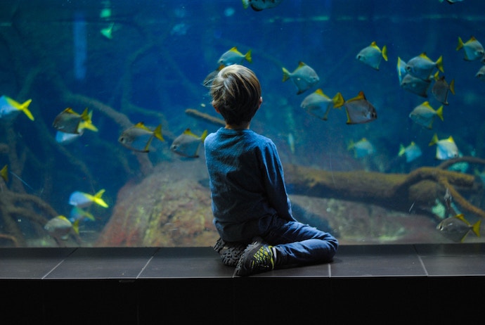 a young boy looks at aquarium fish