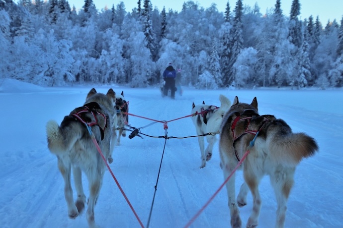 husky sledding