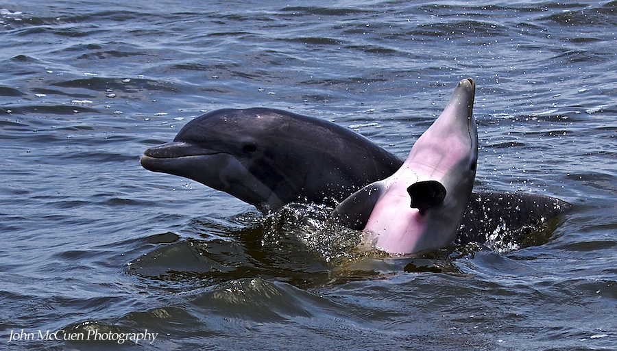 Dolphin photo copy