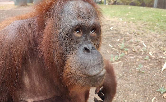 phoenix zoo orangutan