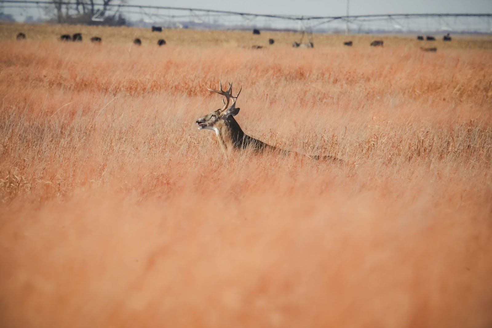 Whitetail deer walking in tall prairie grass at Pheasant Run RV Park