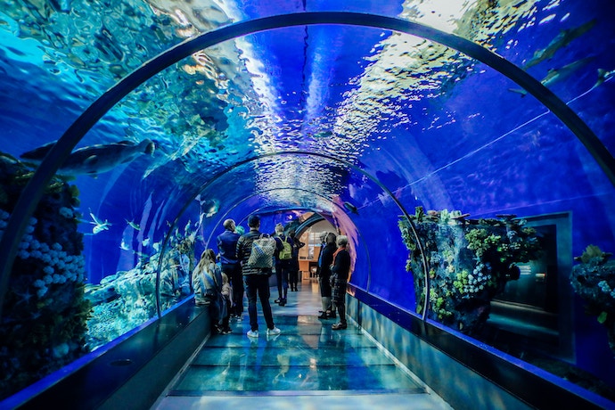 a family walk through an aquarium tunnel