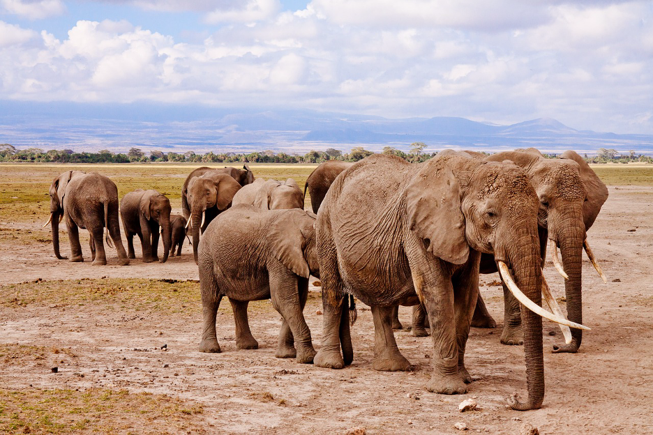 Elephants on Safari