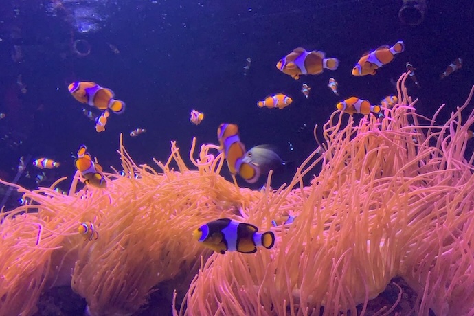 dive-into-the-deep-exploring-sea-life-london-aquarium-family-days-out