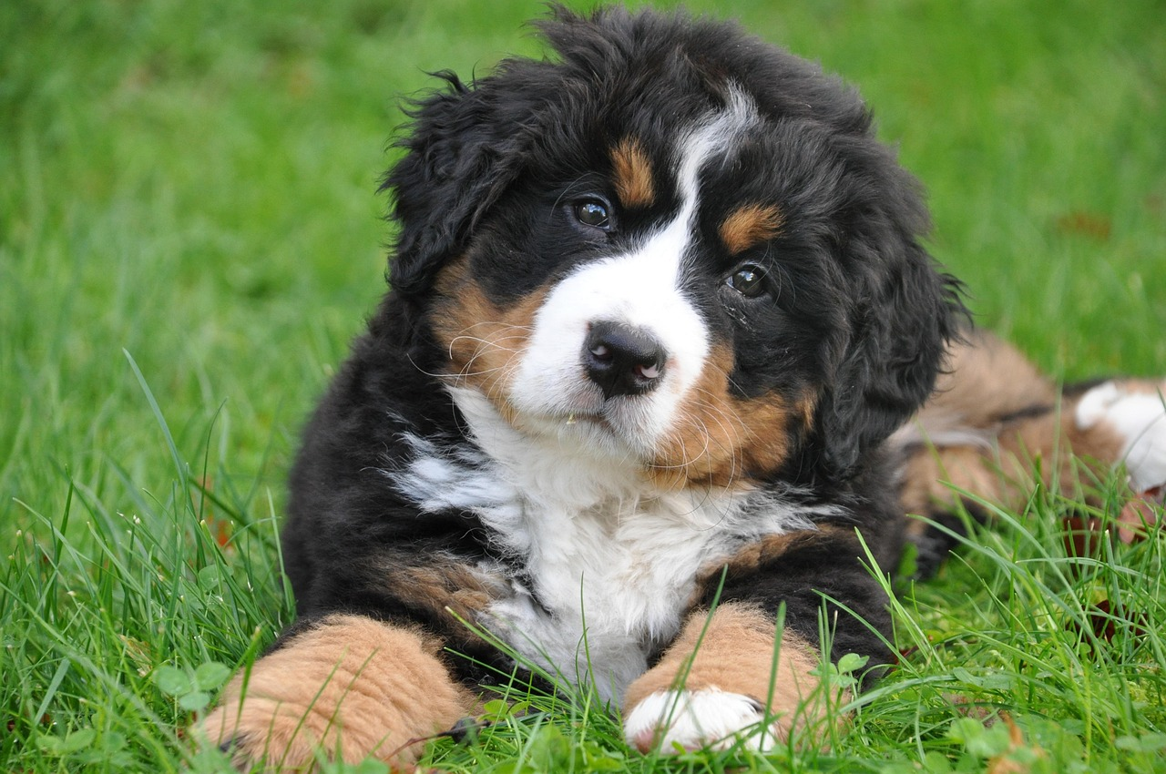 happy dog