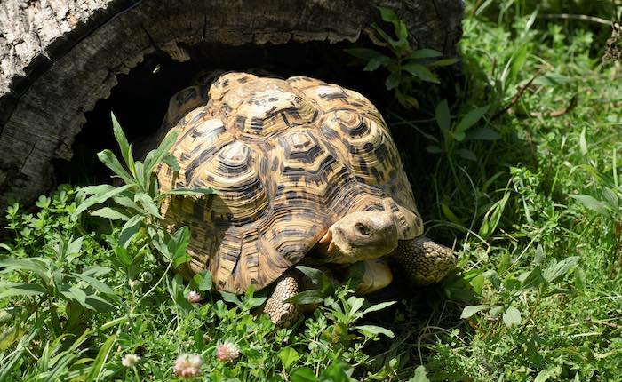 new zoo and adventure park tortoise