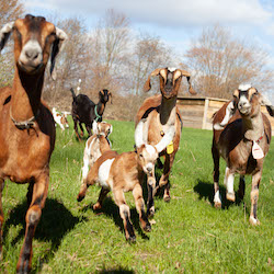 Floppy-eared goats!