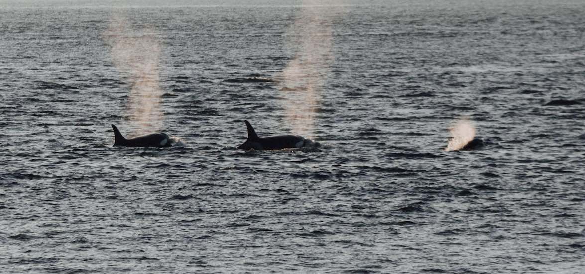whale watching tour