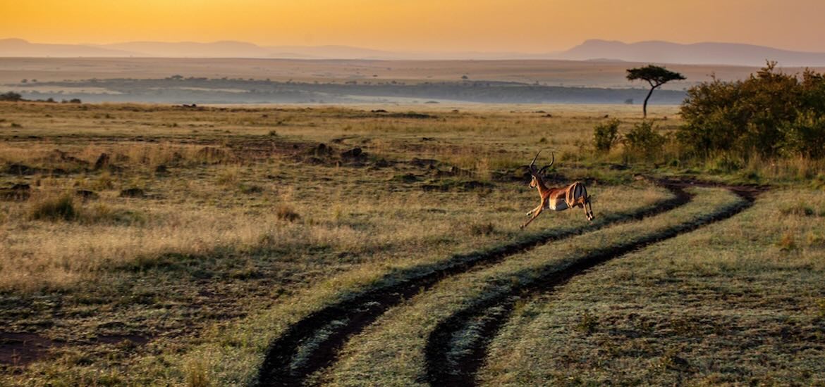 Kenya Vista with Antelope running