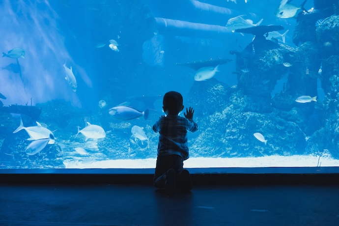 kid at aquarium
